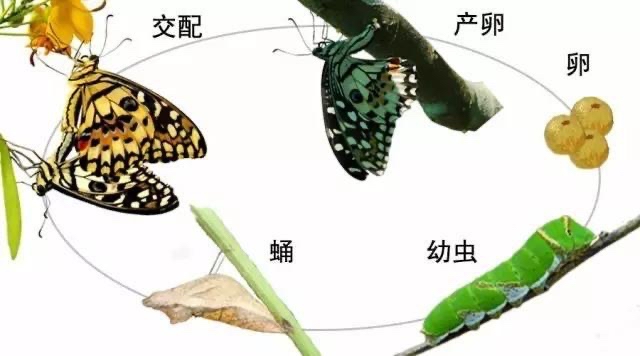 甲壳蛹进化图图片