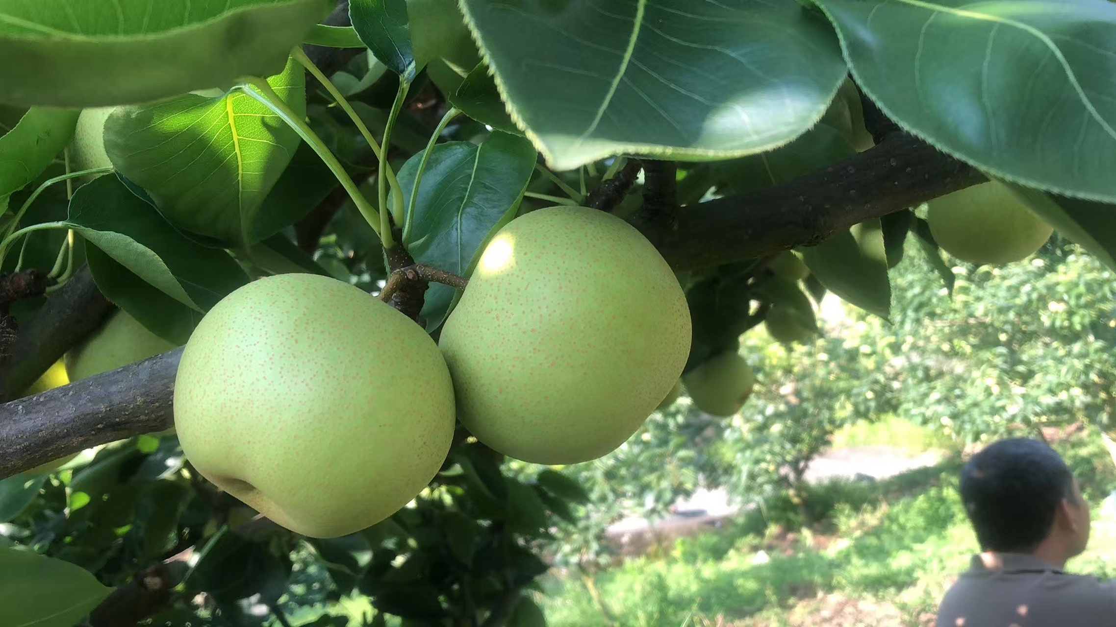 今日赣南蜜雪梨……线上(平台),线下(市场)有销量的欢迎对接联系我