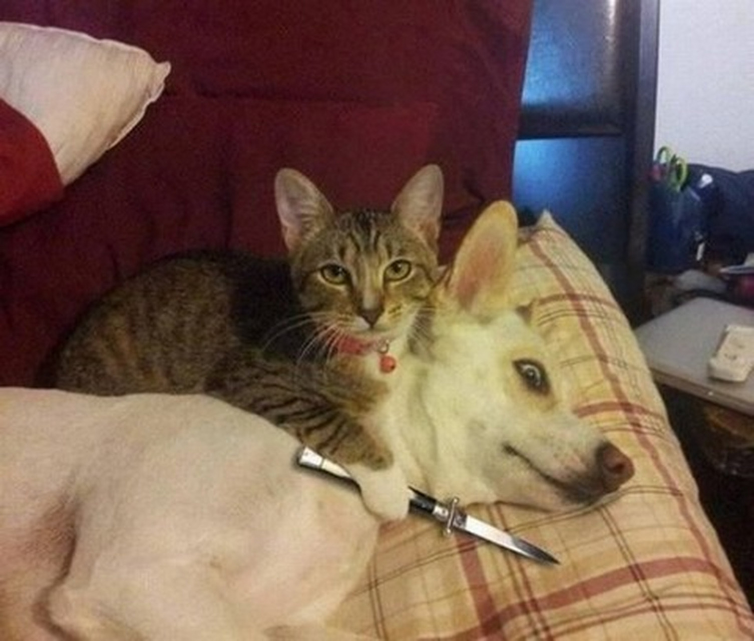 猫拿刀威胁表情包高清图片