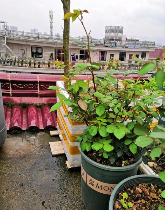 雨水是最好的肥料 阳光是最好的营养