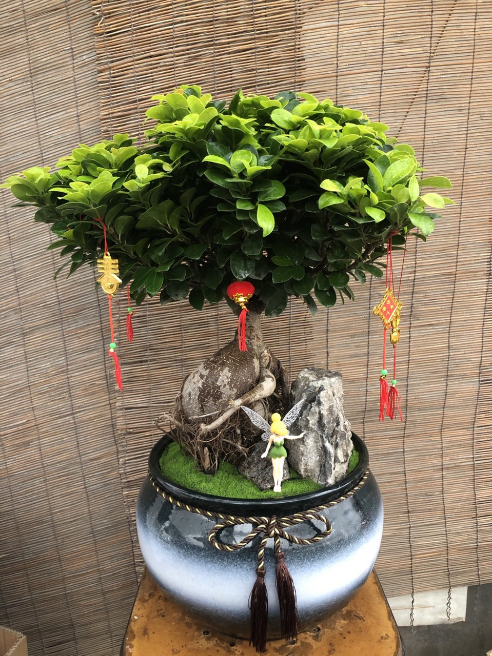 在风水寓意方面,榕树是树王,能起到挡百煞,化解不利作用有这么一句话