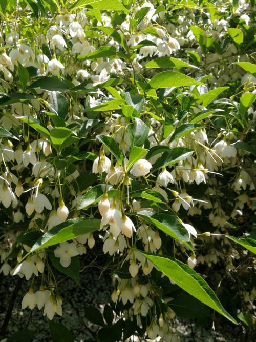 野茉莉是一种什么样的植物?