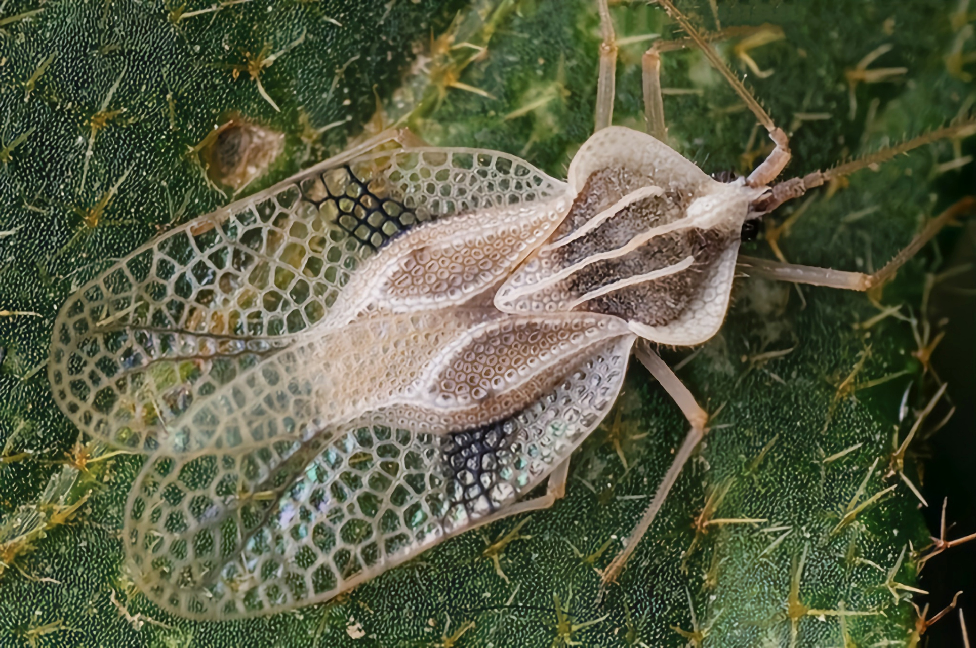 每天认识一种昆虫——网蝽 网蝽是半翅目,网蝽科的统称,包括长头网蝽