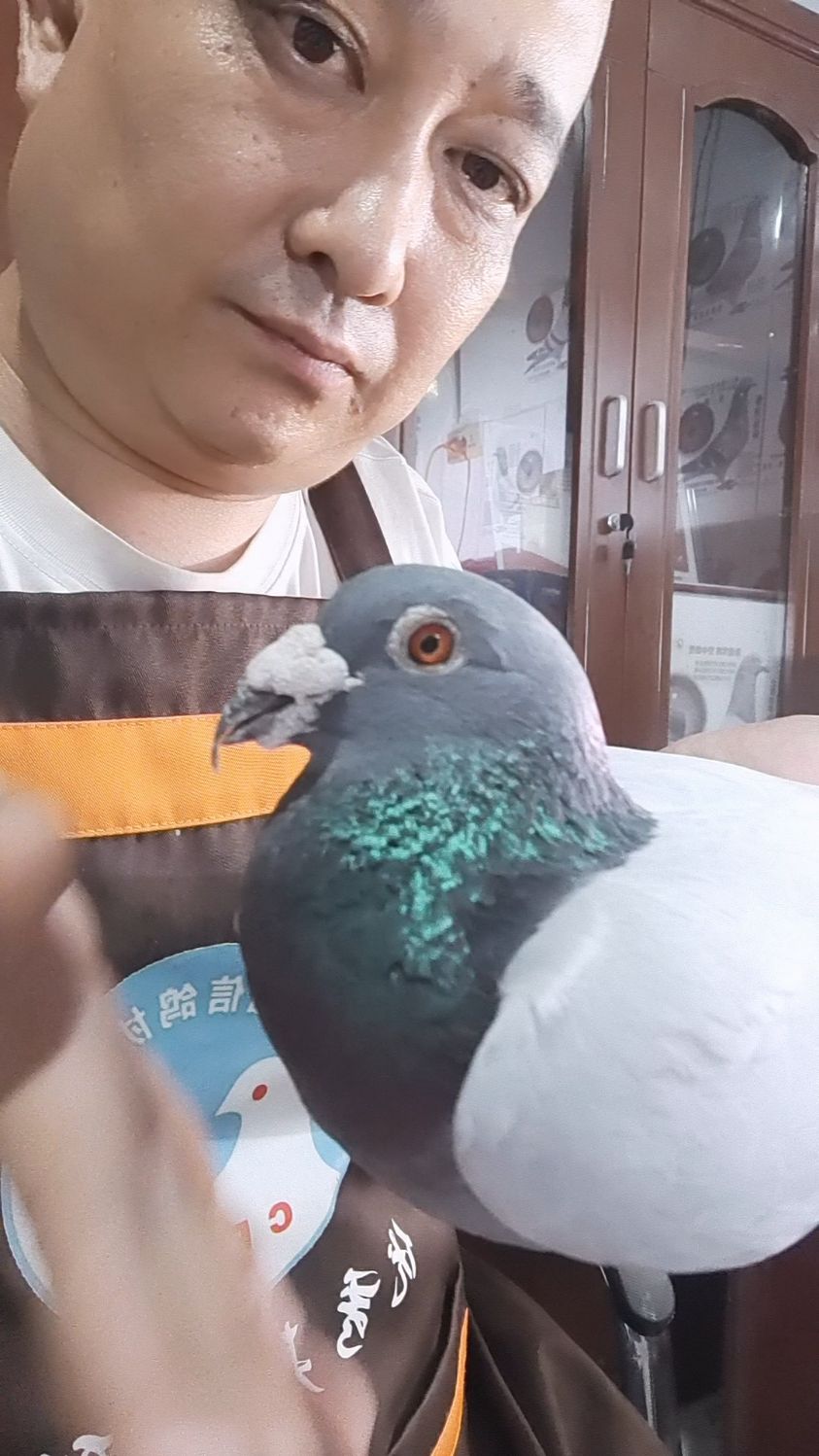 卡普奶酪黄眼雄鸽2017年北京长阳特比环!