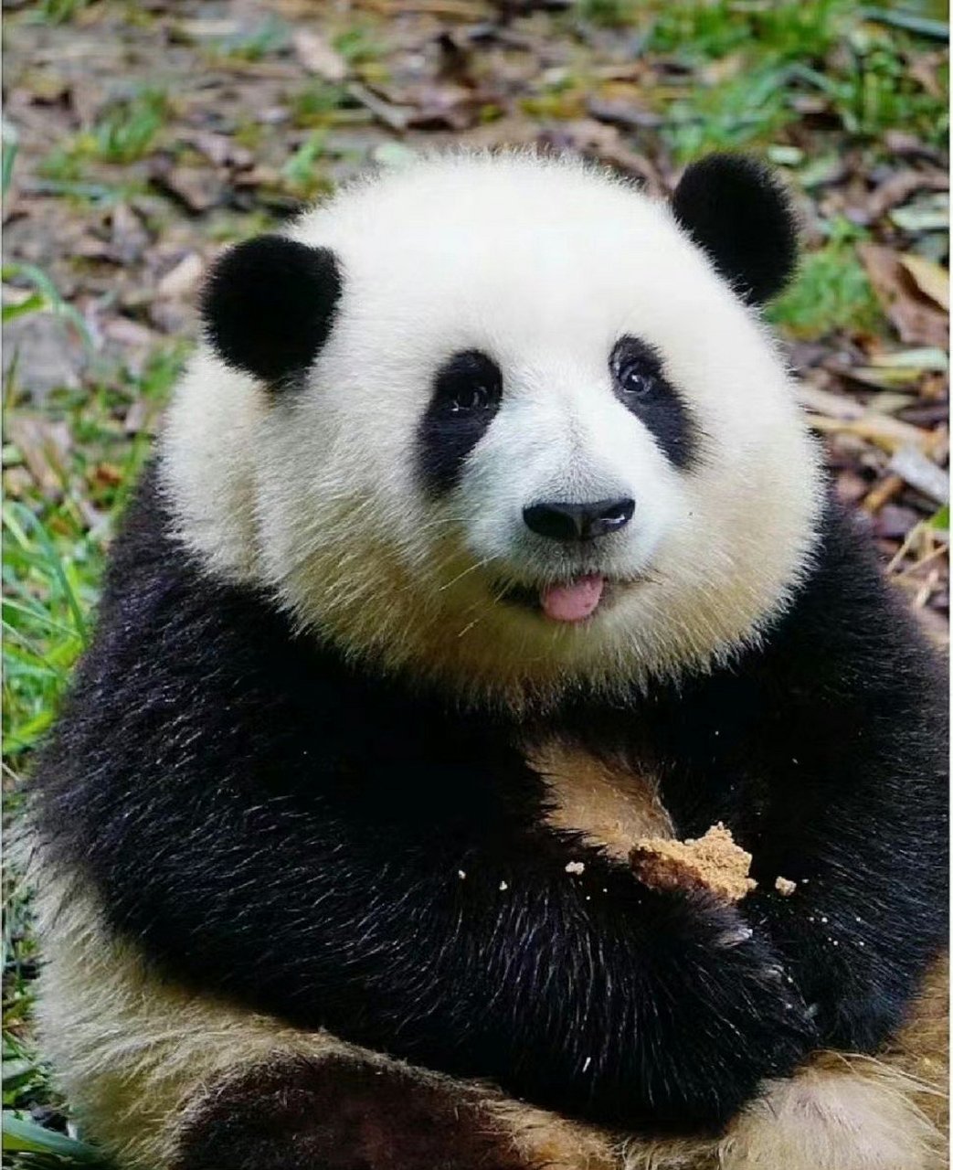 吐舌头卖萌的样子好可爱啊! ​