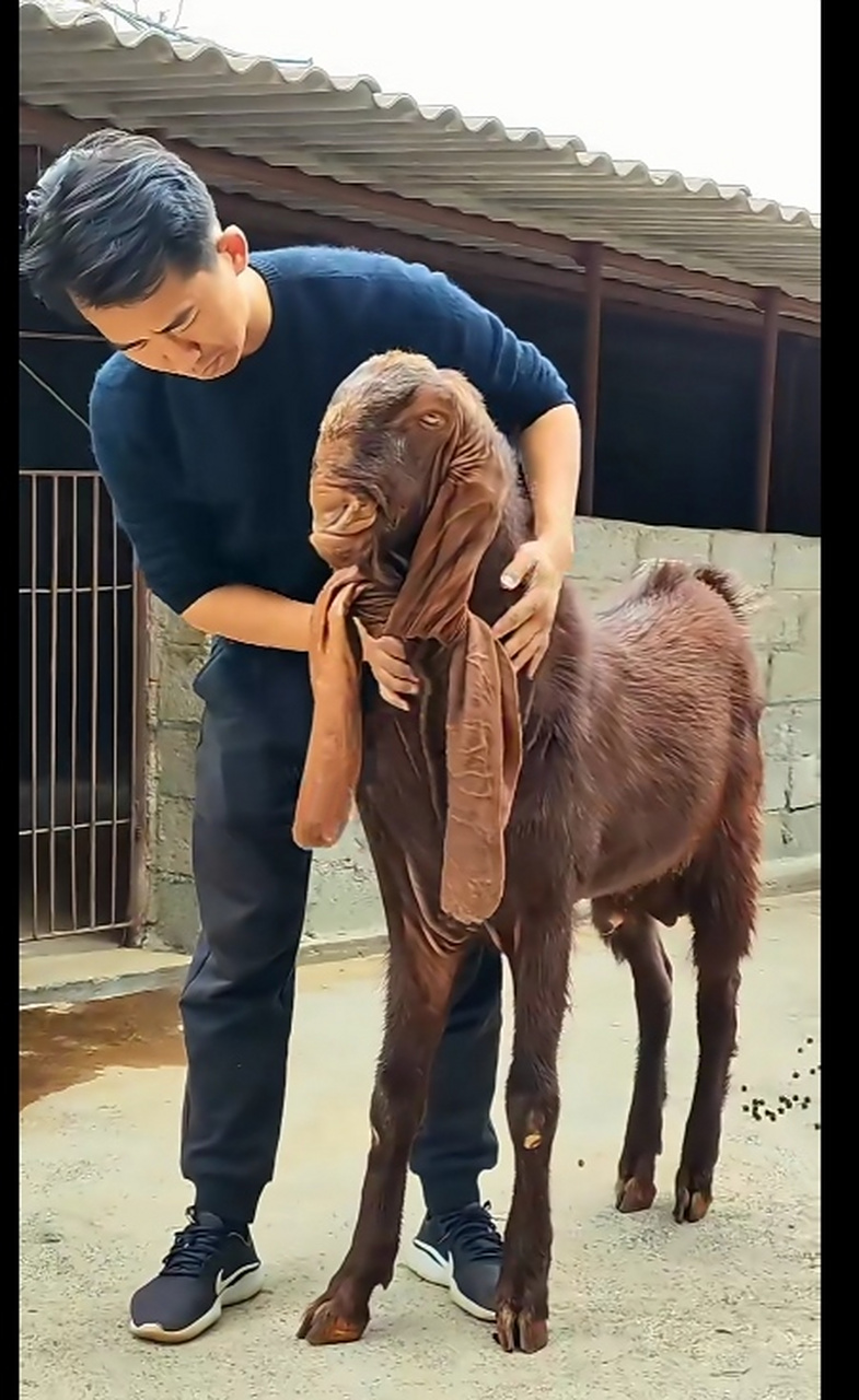 不过很想知道它的大耳朵有什么用呢?扇风吗?