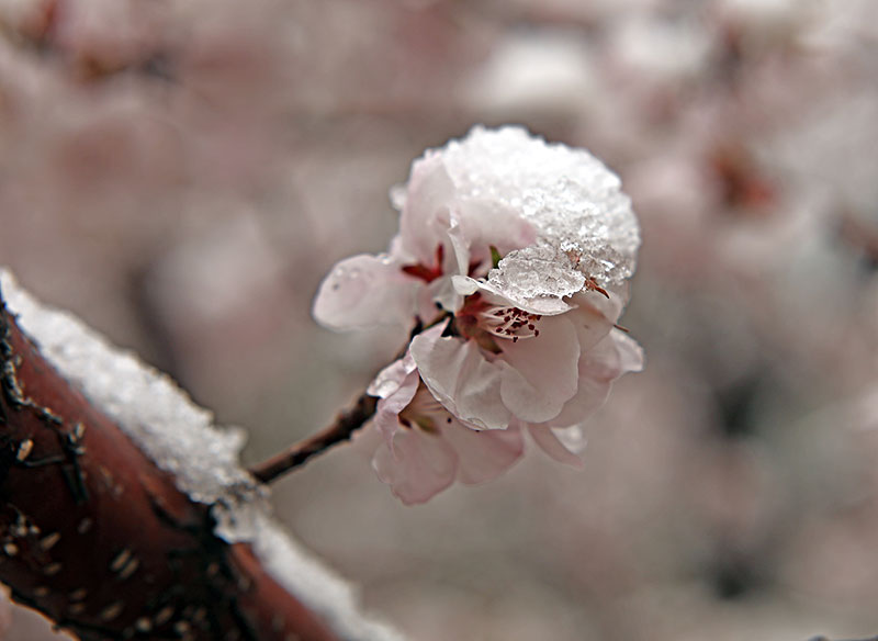 北京三月桃花雪图片