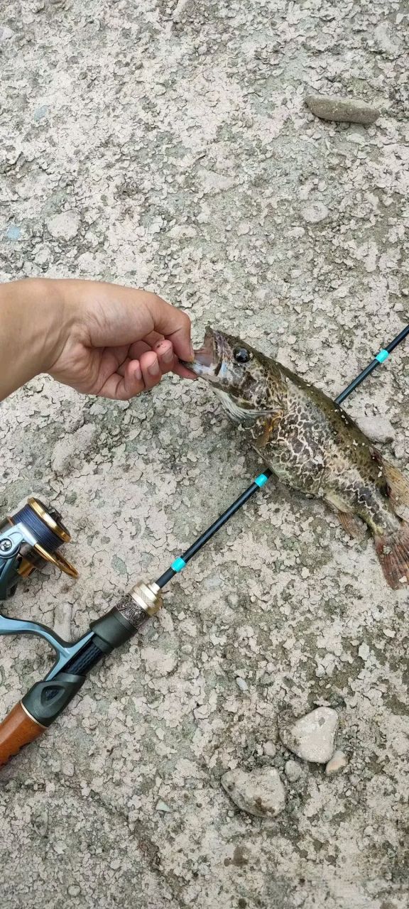 我老公河里钓到的野生鱼,这条鱼看起来有点凶猛而且嘴里有牙齿.