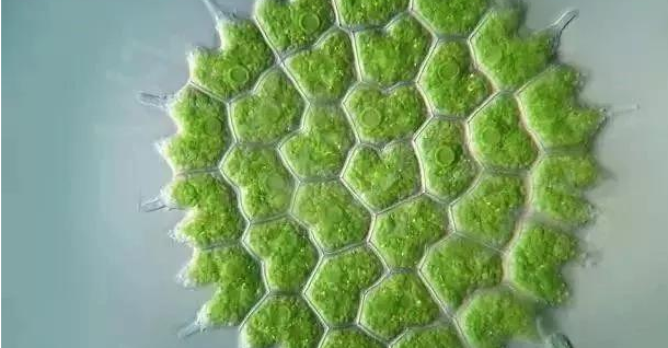盘藻结构图图片