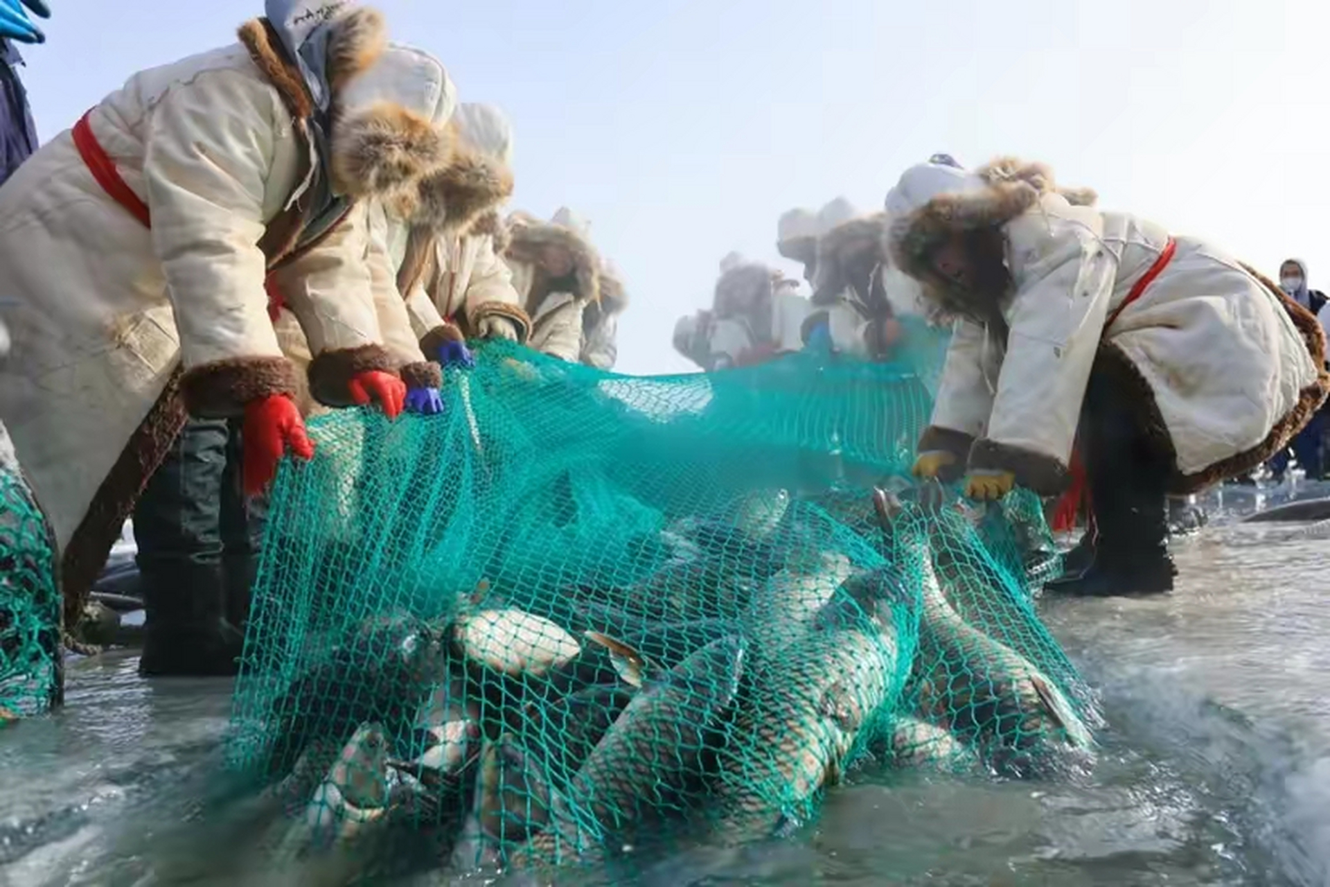 新疆博斯腾湖冬捕第一网捞出鲜鱼10吨  近日,新疆博湖县博斯腾湖大