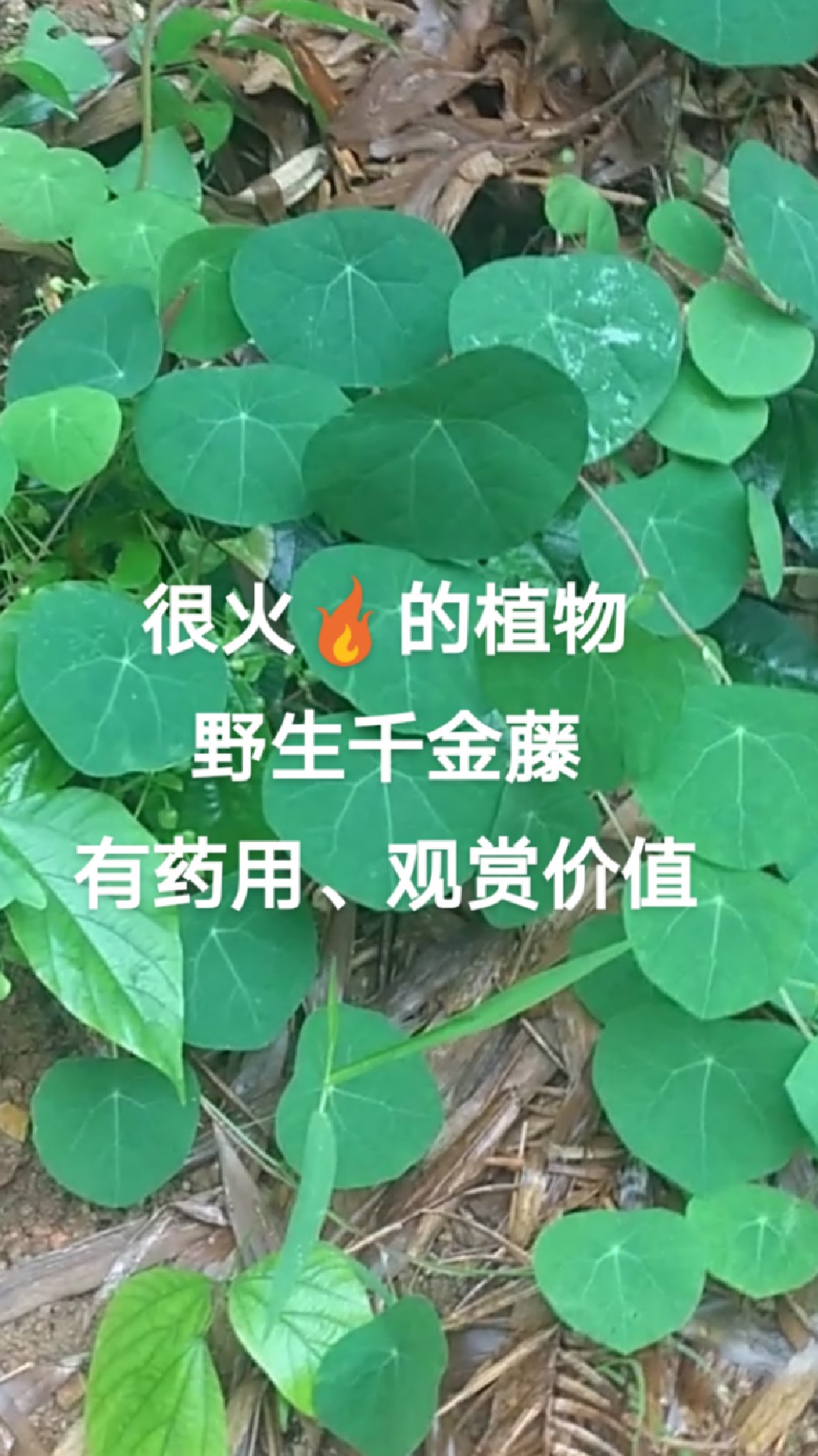 很火的植物它来啦!野生千金藤,有药用,观赏价值,可当盆栽