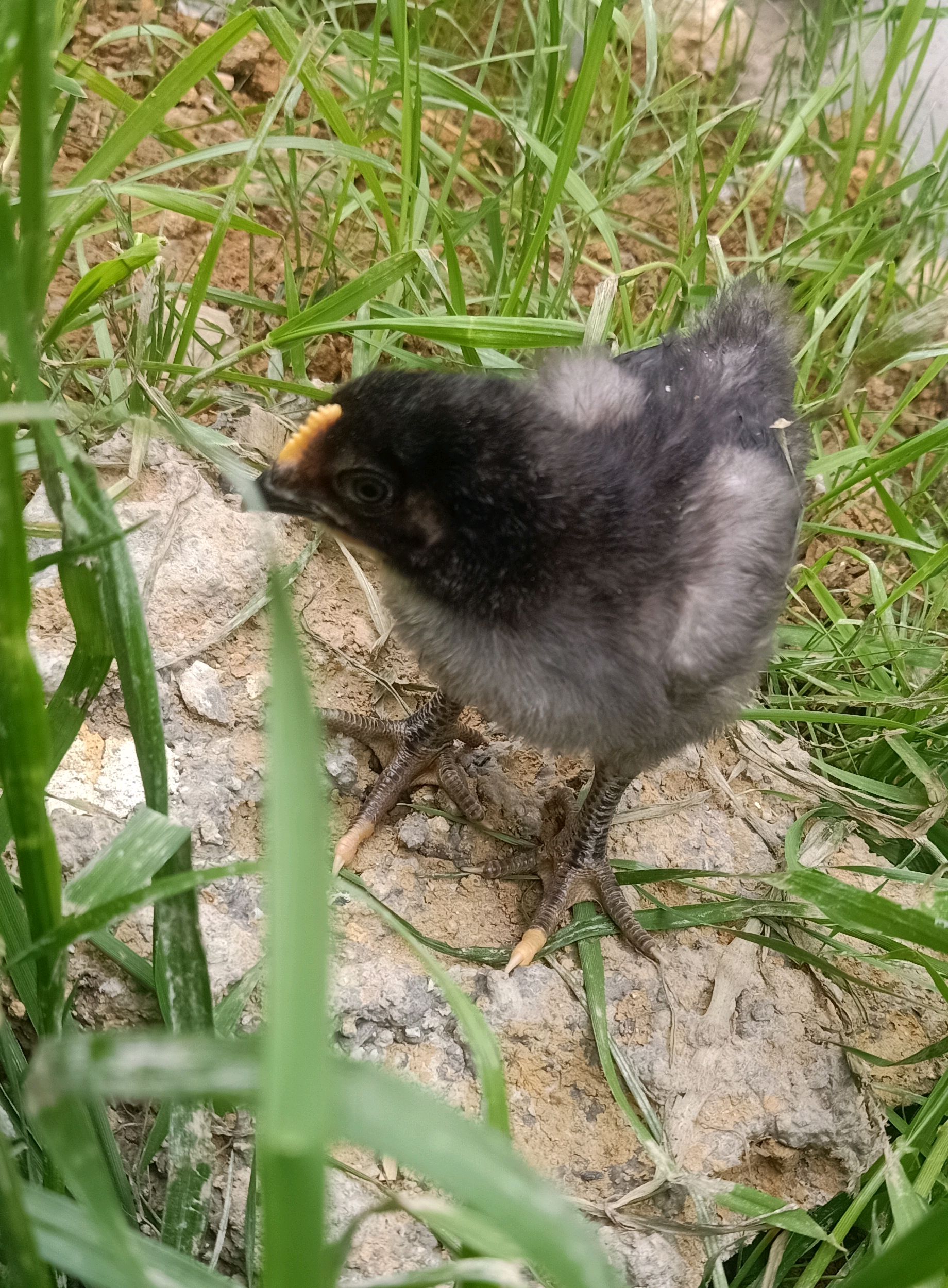 養雞最容易遇到的大腸桿菌病為什麼發病,如何有效預防和治療?