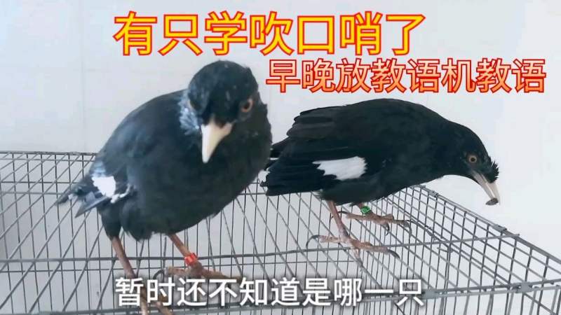 可爱的八哥鸟上教语机坐等它们开口说话了