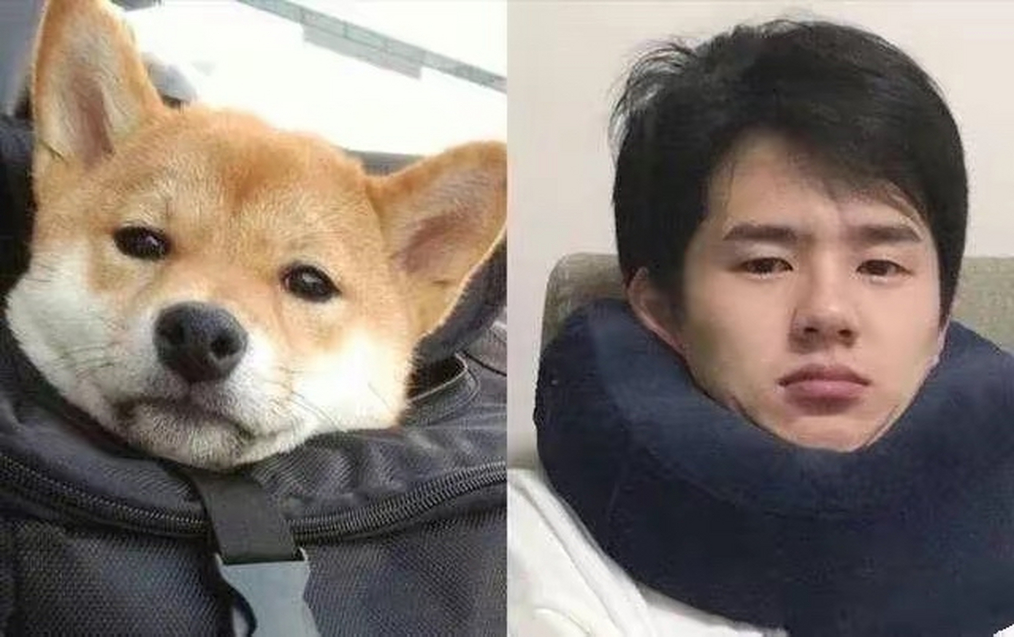 关于明星撞脸动物#易烊千玺# #肖战# #陈伟霆