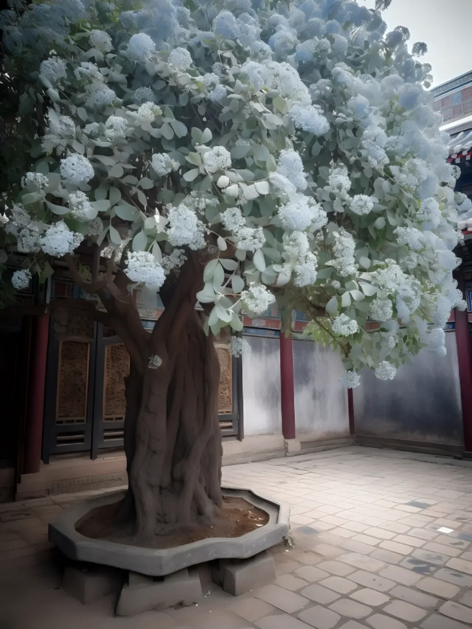 有一种树,叫蓝桉.