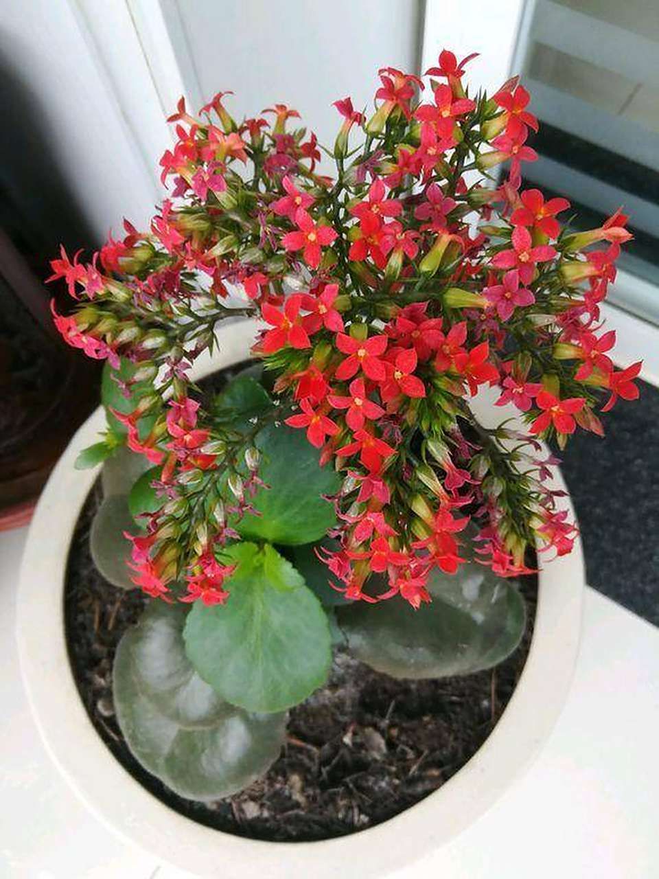 凤尾长寿花为什么不甩尾?