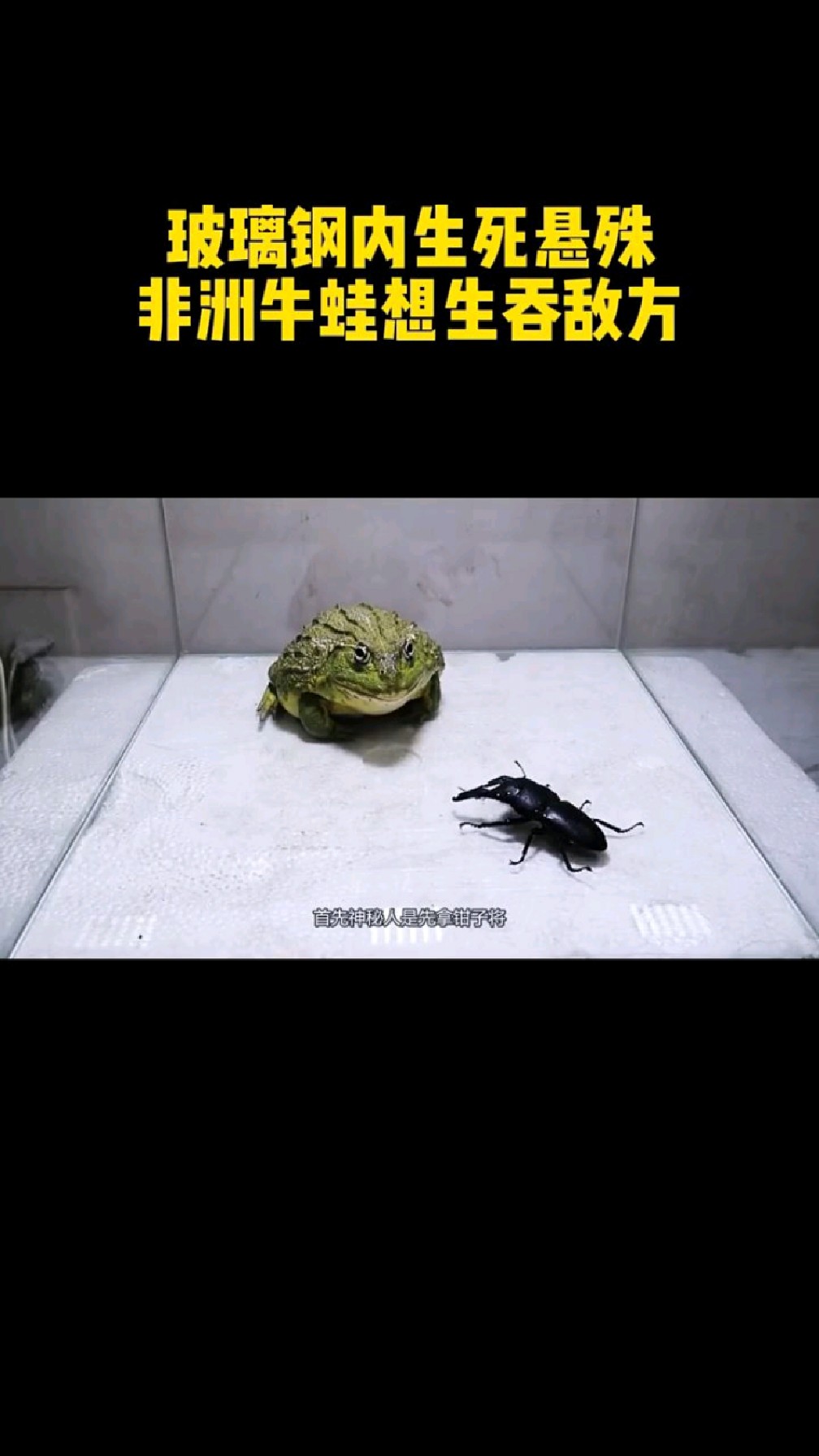 非洲牛蛙大战图片