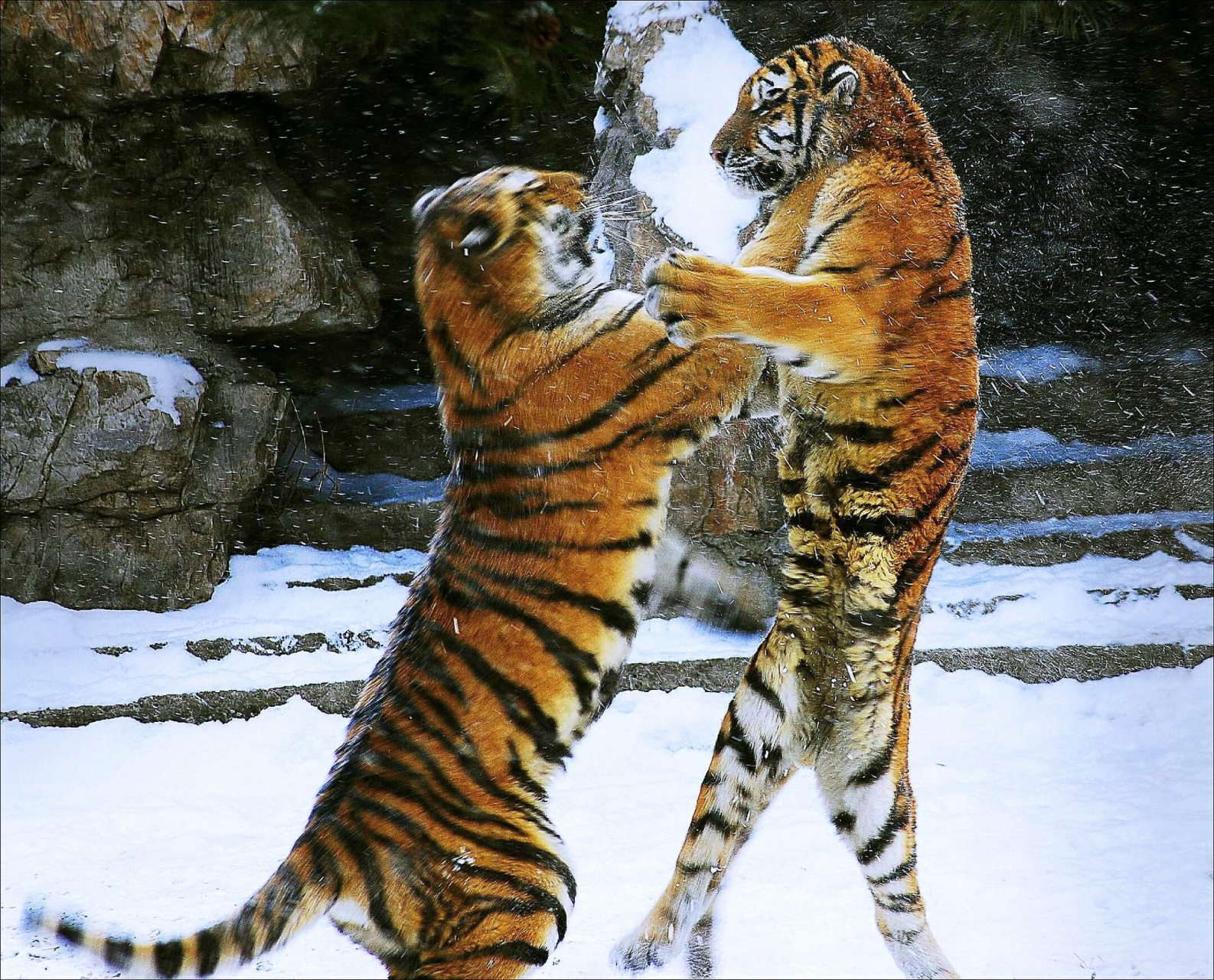 大雪纷飞,两只吊睛大老虎,在雪地里嬉戏,仿佛在跳爱的抱抱舞.