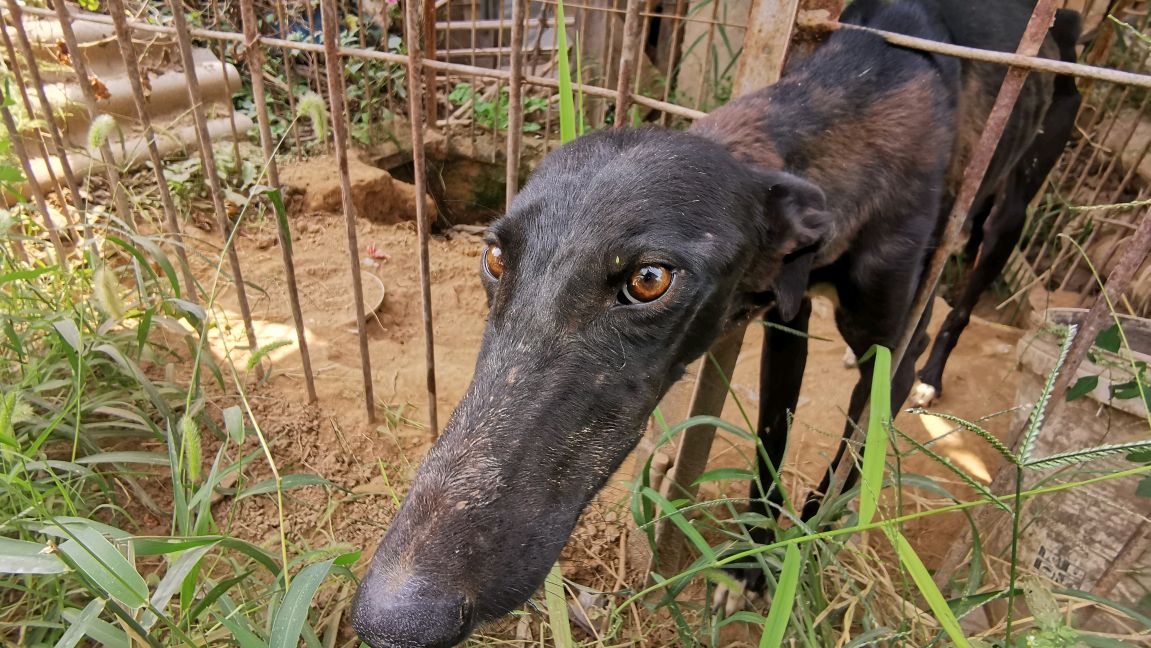 家里跑来一只长嘴狗,嘴巴比普通家犬长一半,为何2万都不卖