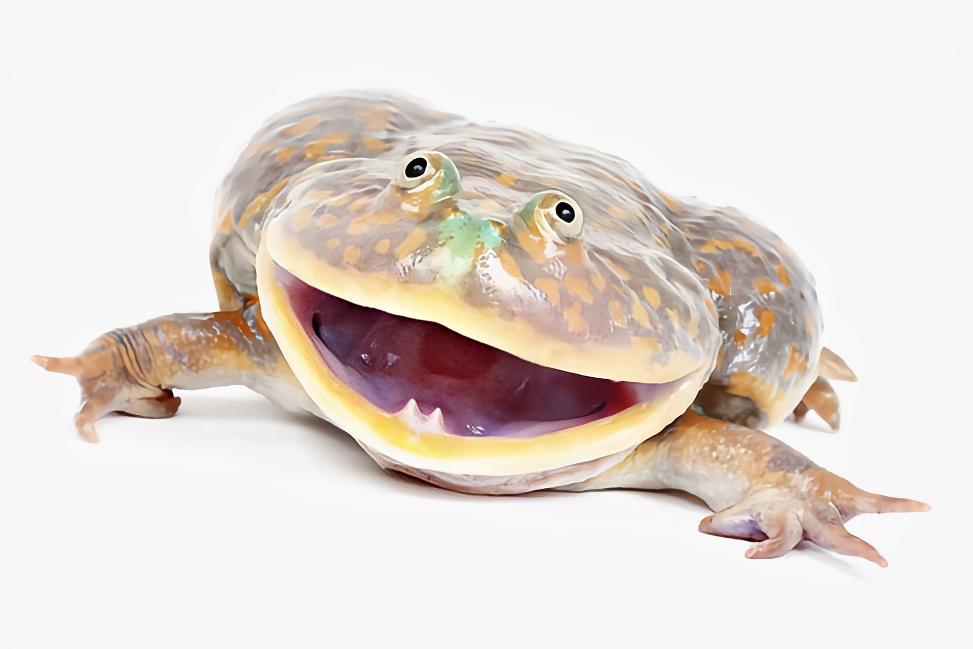 每天认识一种动物——小丑蛙 小丑蛙别名猫眼珍珠蛙,是蛙形目,薄趾蟾