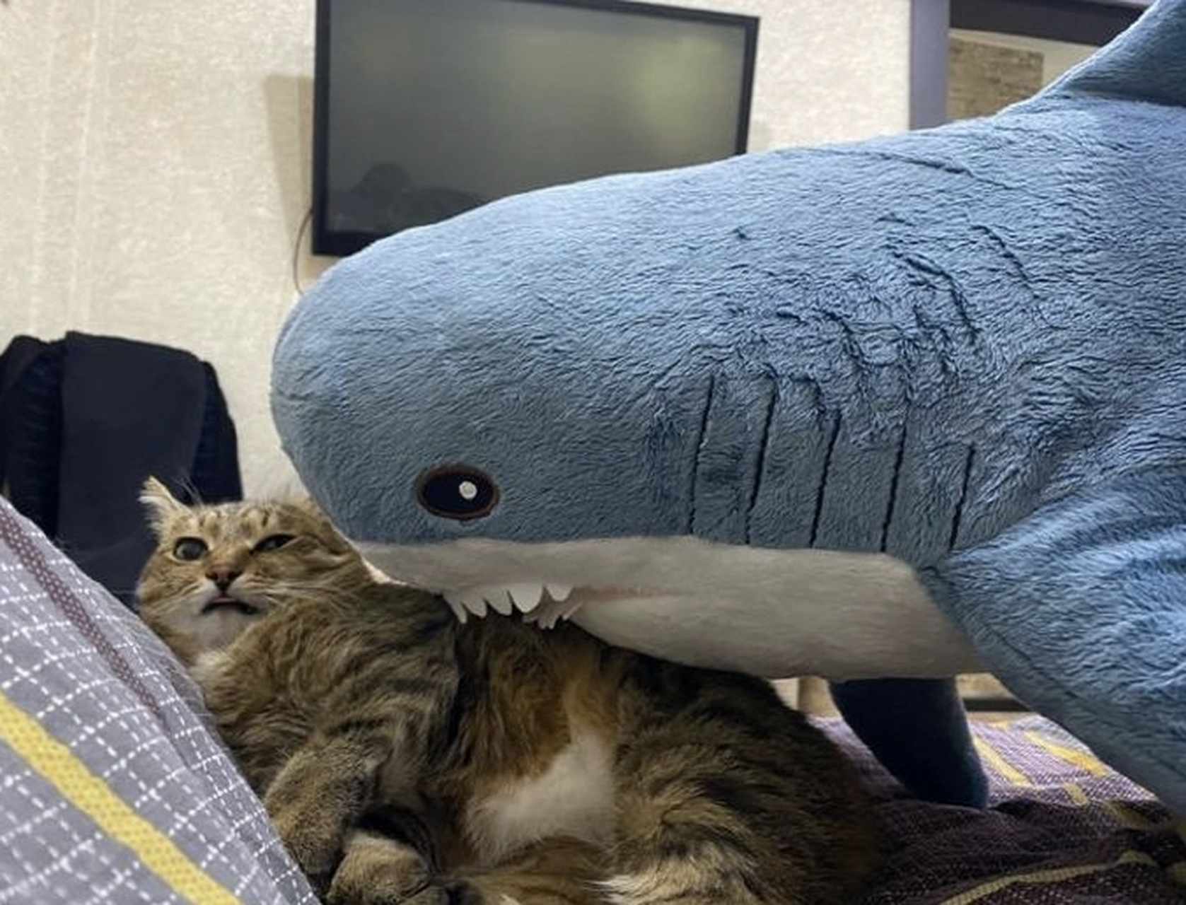 猫猫被鲨鱼吃掉了!