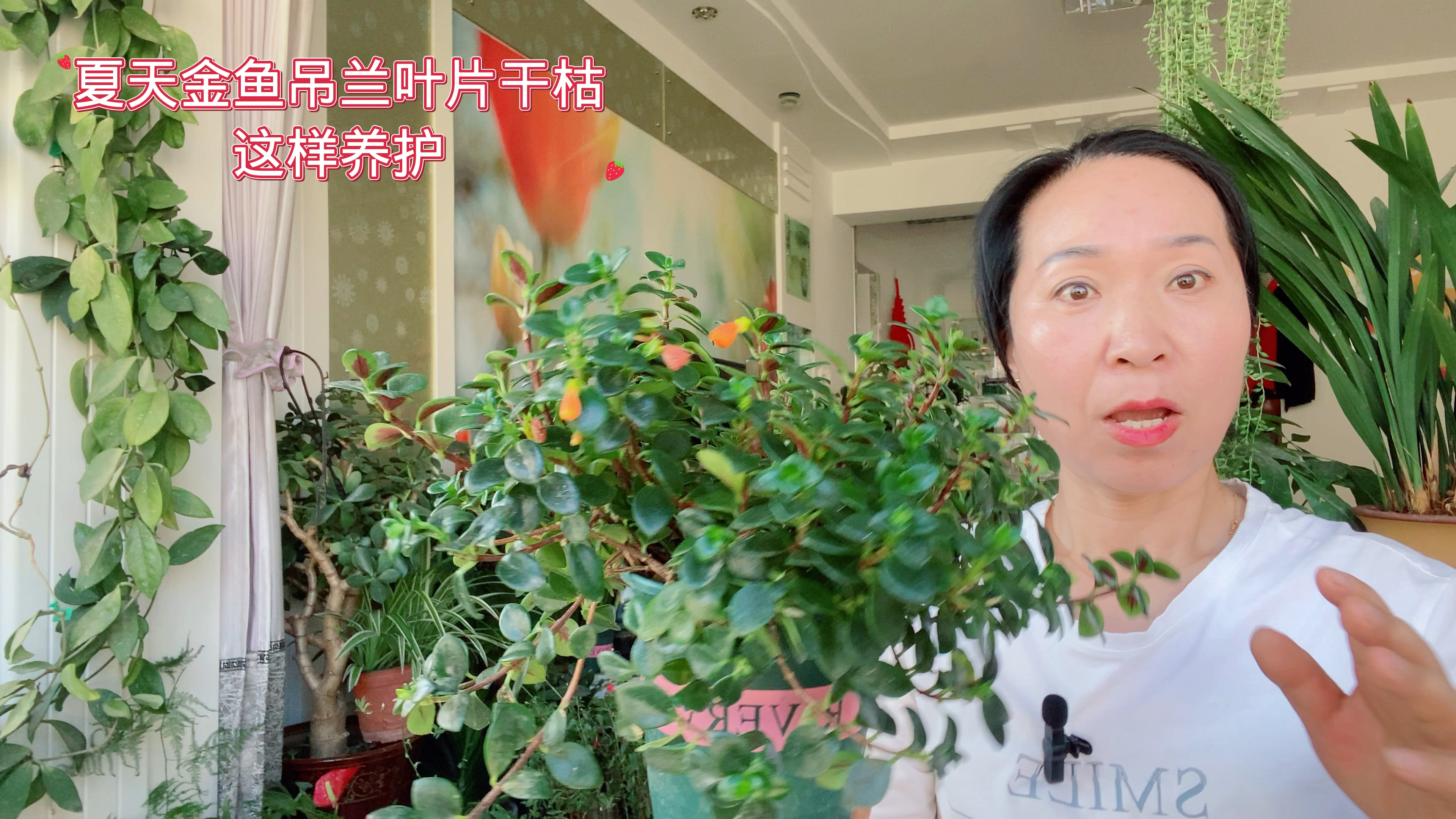 夏天金鱼吊兰叶片干枯,这样养护