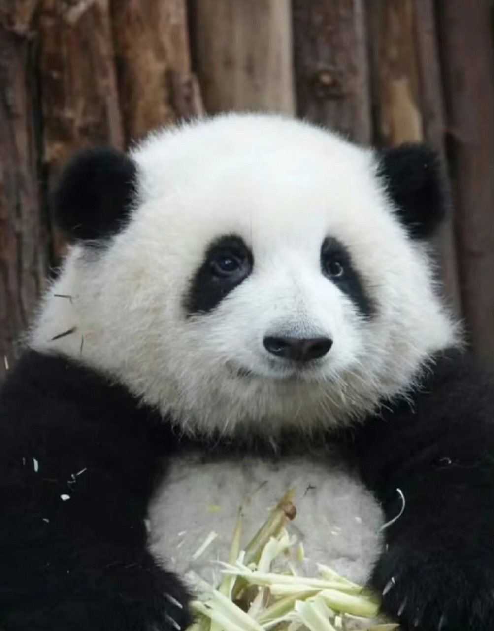 67#熊猫# #萌宠搞笑合集# 这三只熊猫,你们能不能说出名字[喵喵]