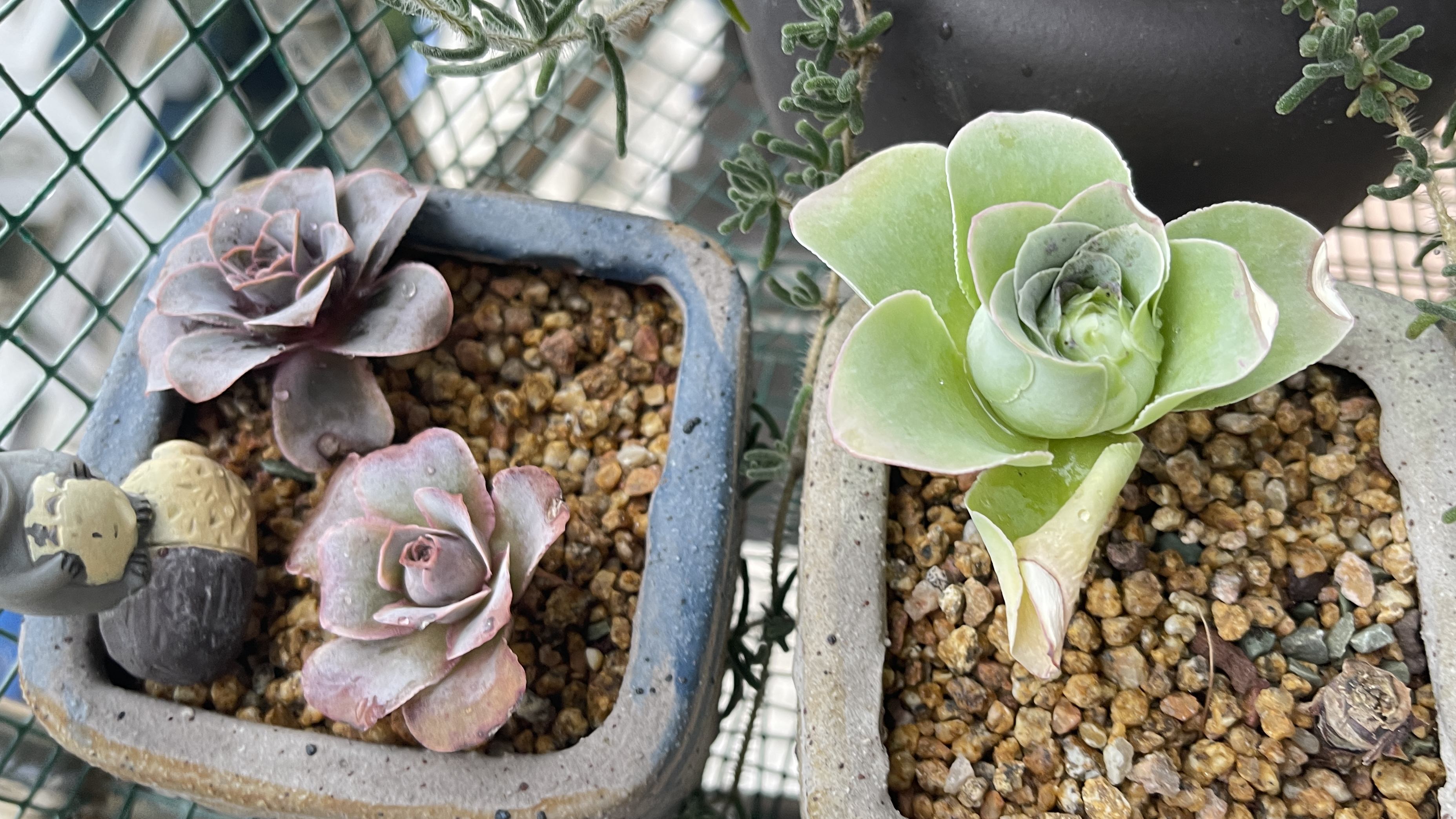 每天都下雨,看看阳台上的多肉吧!肉锥类的多肉其实很好养