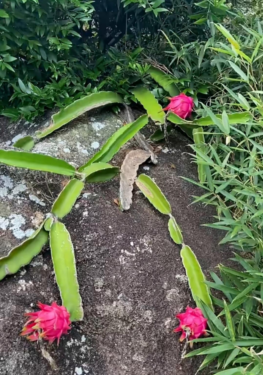 去后山看到的,这野生火龙果能吃吗?