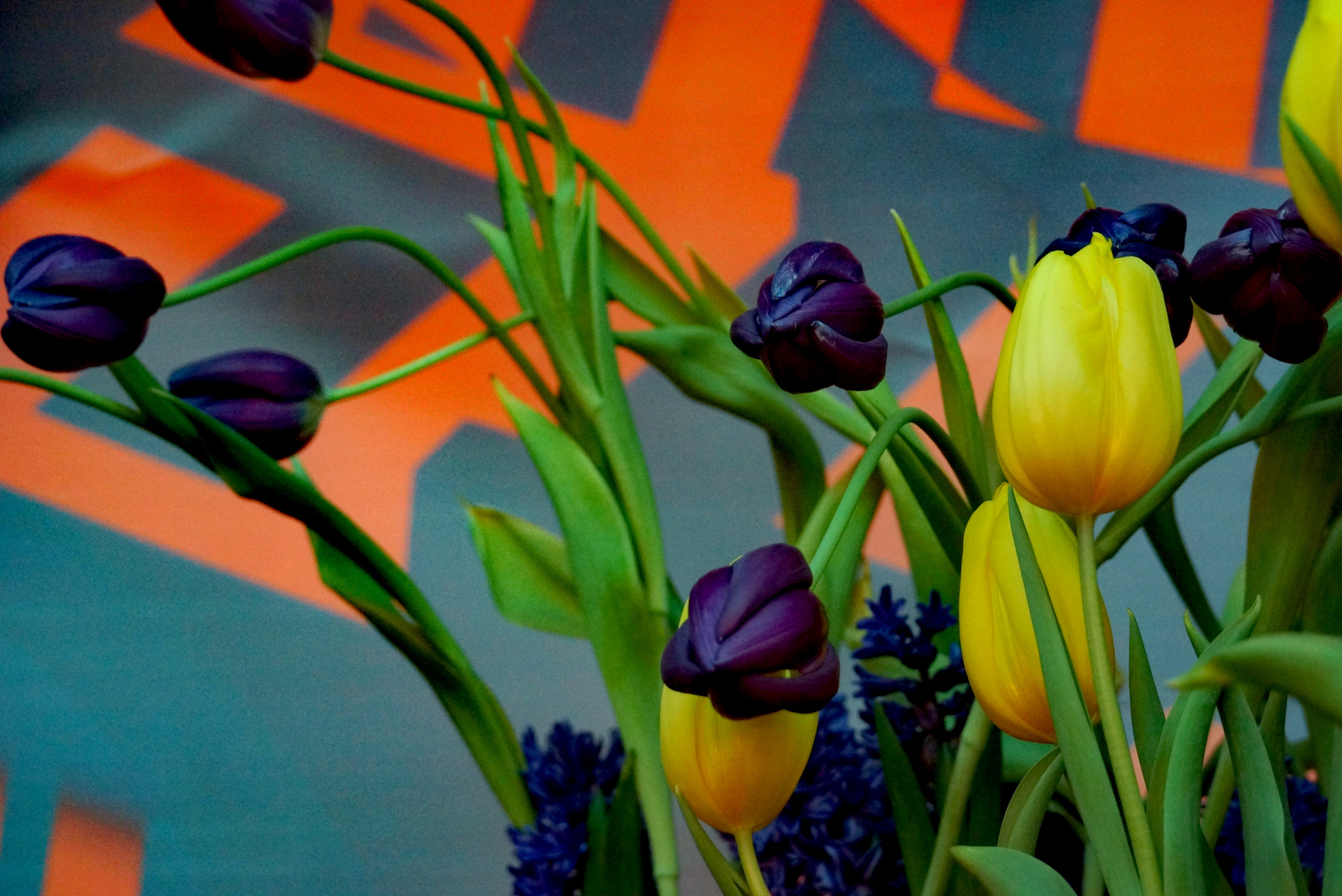 九月动态激励计划# 郁金香——夜皇后