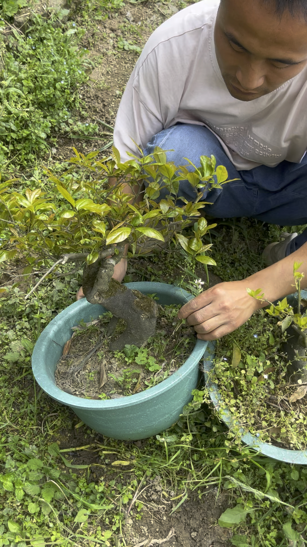 金彈子中國紅老樁,花苞很多