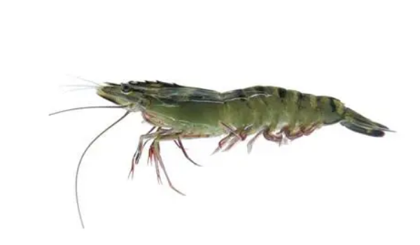 草虾和基围虾区别