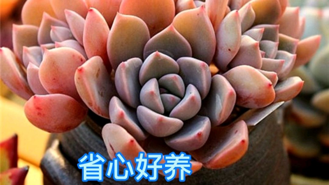 娇艳欲滴的红粉佳人多肉,好养又省心,出状态太美了