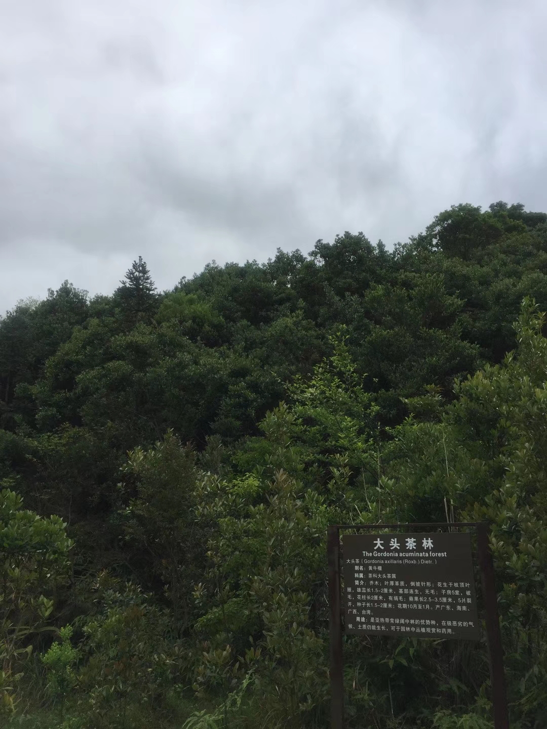 揭西大北山森林公园图片