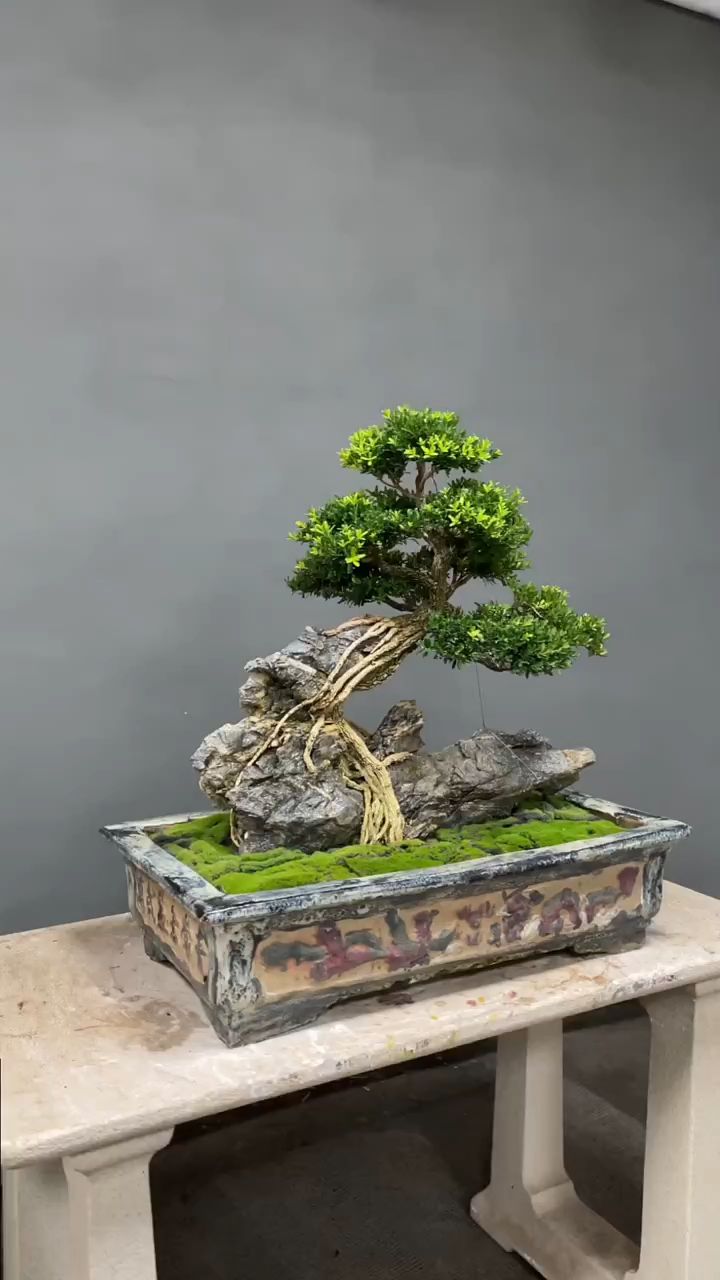 抱石精品大黄杨盆景 古盆老树新芽.