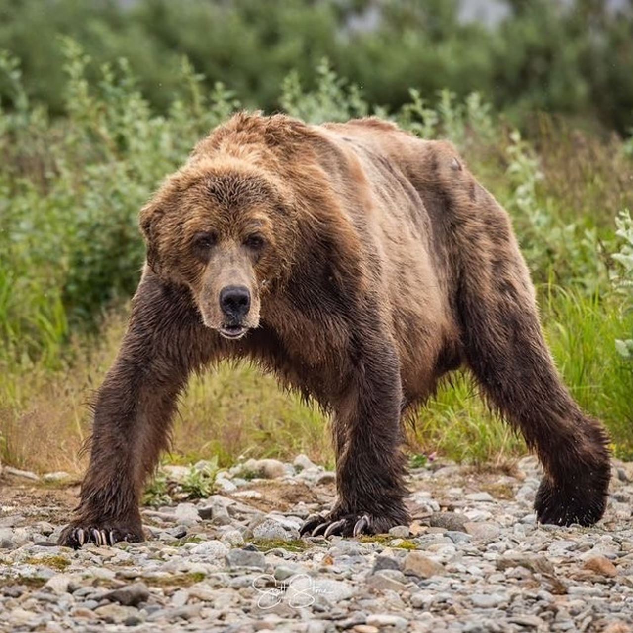 这头可怜的棕熊饿得皮包骨了,看上去已经瘦得跟人