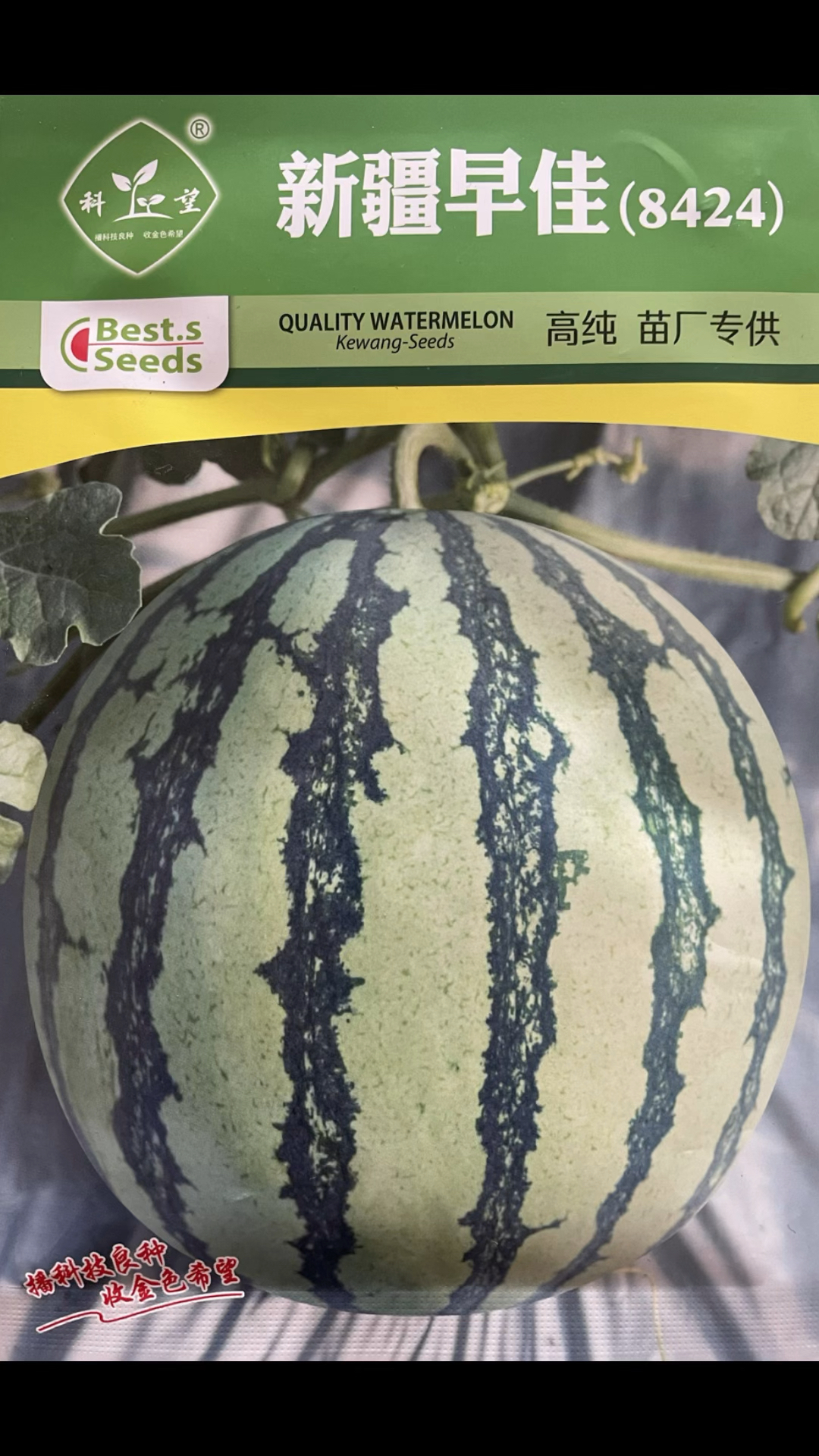 精准推荐早佳8424西瓜种子,优质品种,好产品一起分享 #西瓜种子-度小