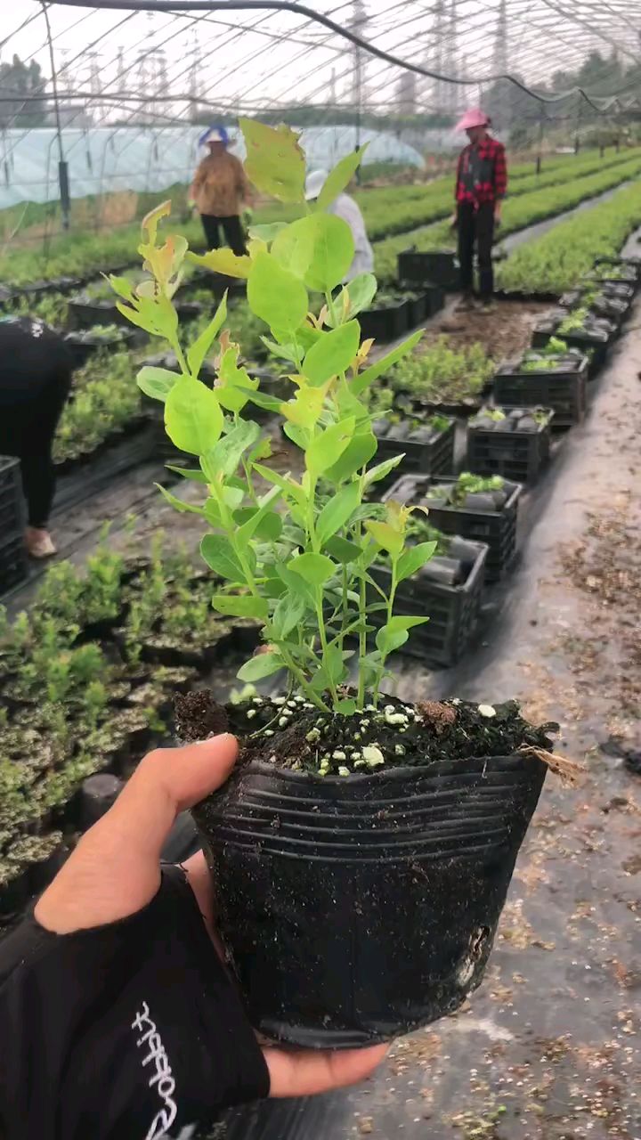h5蓝莓苗!口感好,极早熟的优秀蓝莓苗品种!