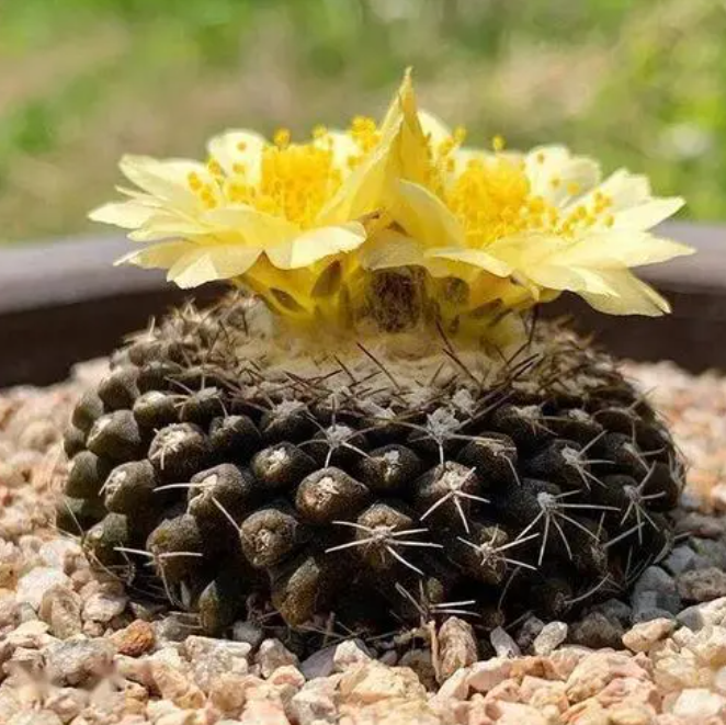 十大最贵仙人球?挑战你的钱包极限,让你大开眼界!