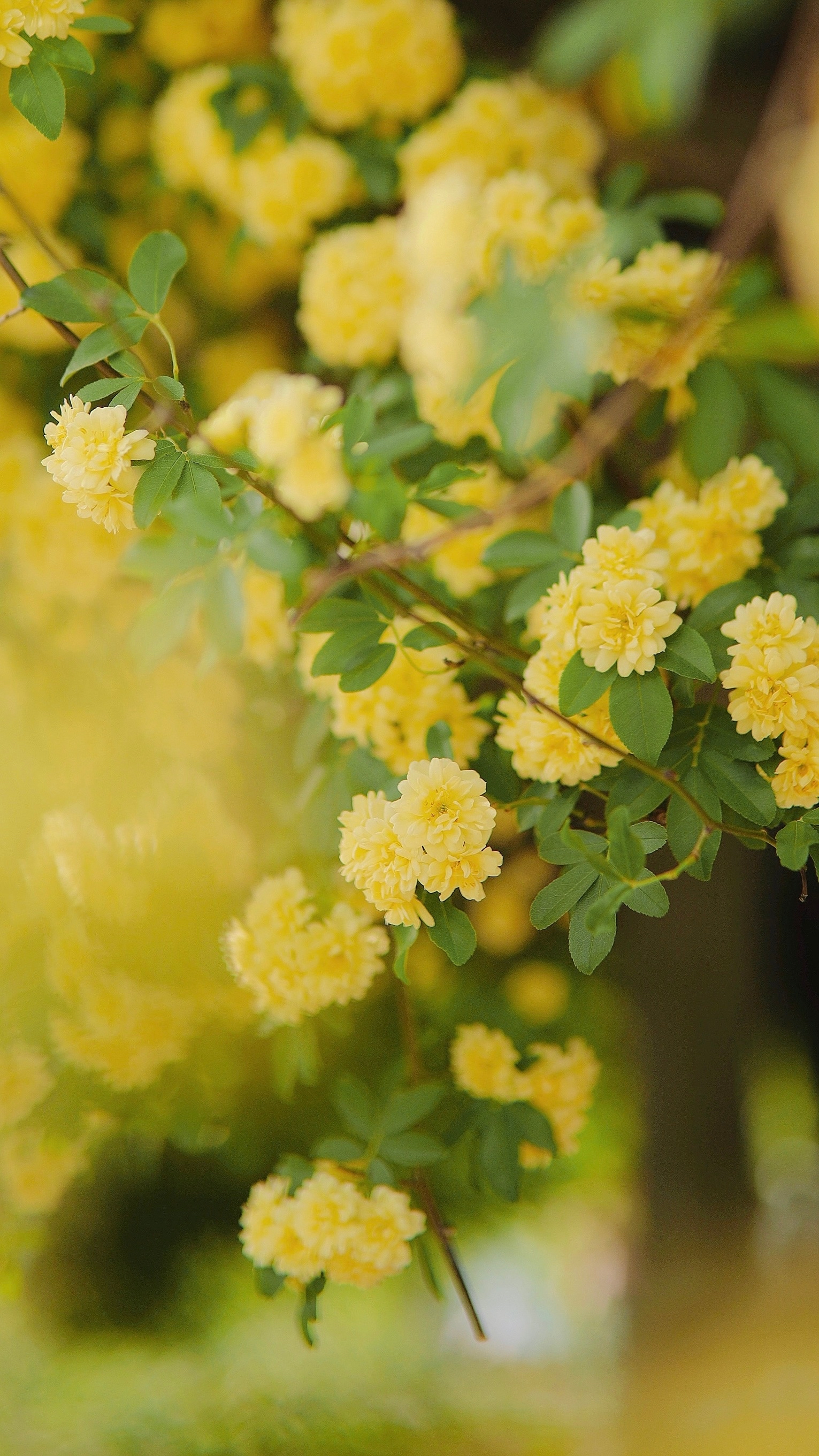 木香花,想带你去看看