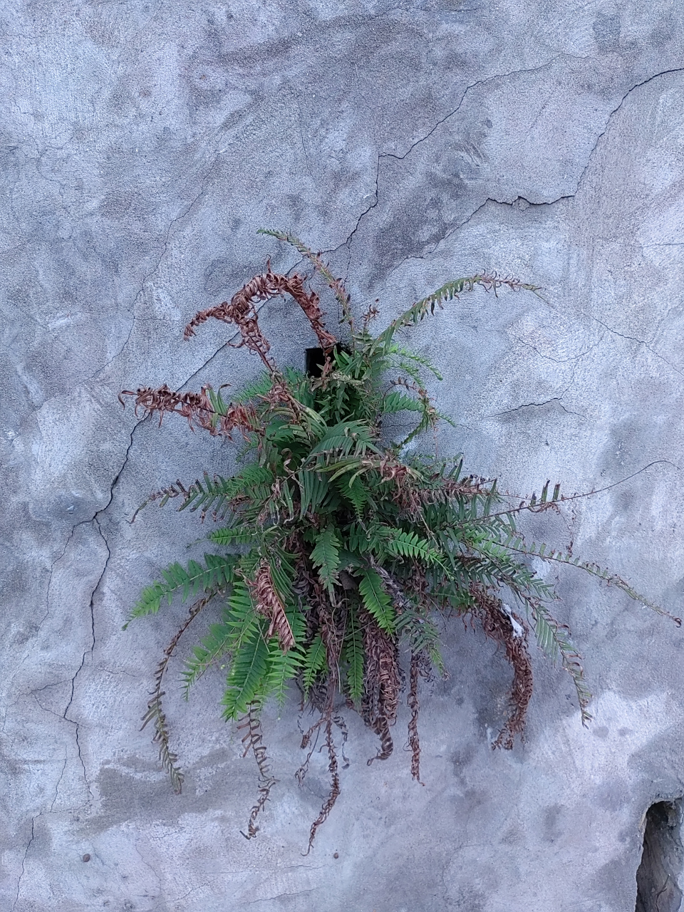 野蛮生长,裂缝中的生命