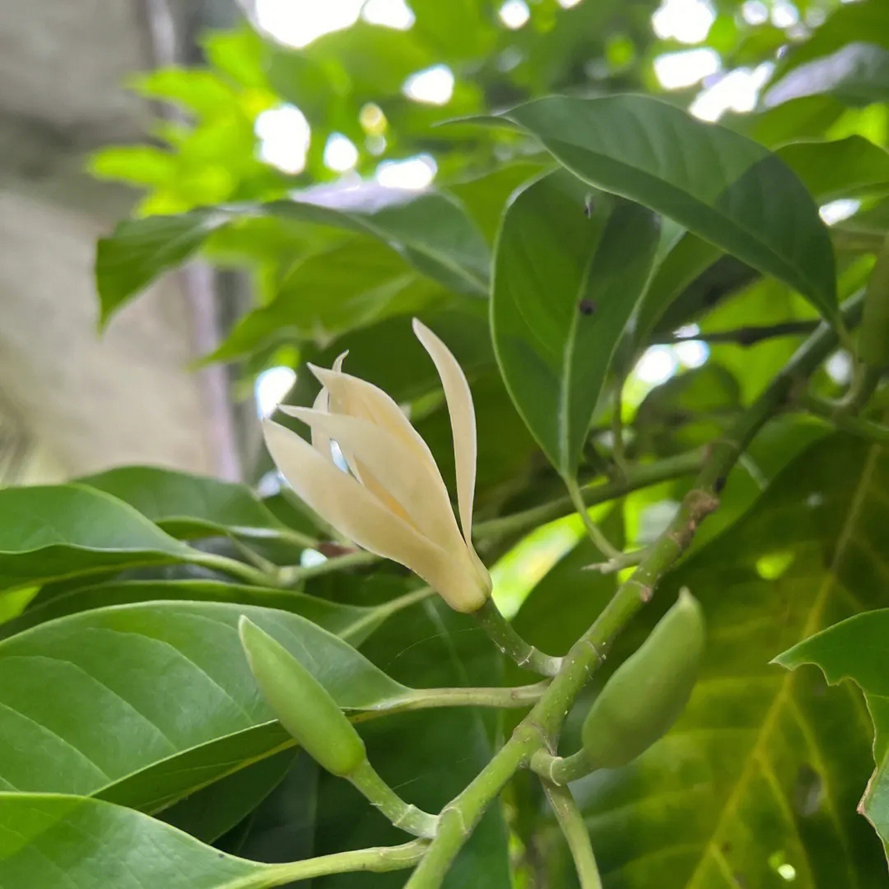 黄角兰,一种美丽的盆栽植物,以其洁白的花朵和独特的香味而备受喜爱.