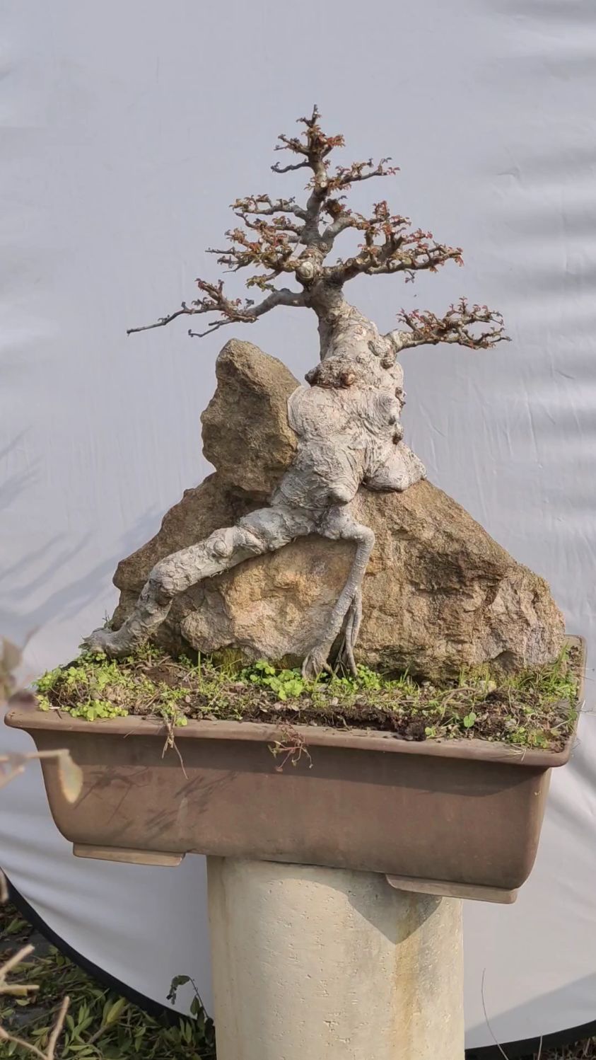 这盆附石榆树盆景绝了,像是一只壁虎趴在石头上