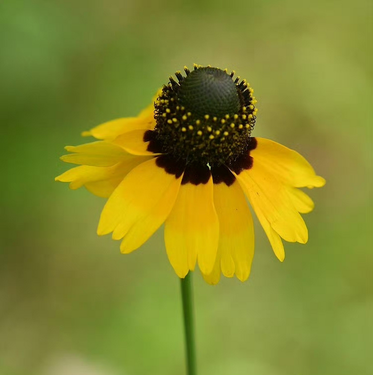 抱茎金光菊(rudbeckia amplexicaulis),菊科金光菊属.摄于山东东营.