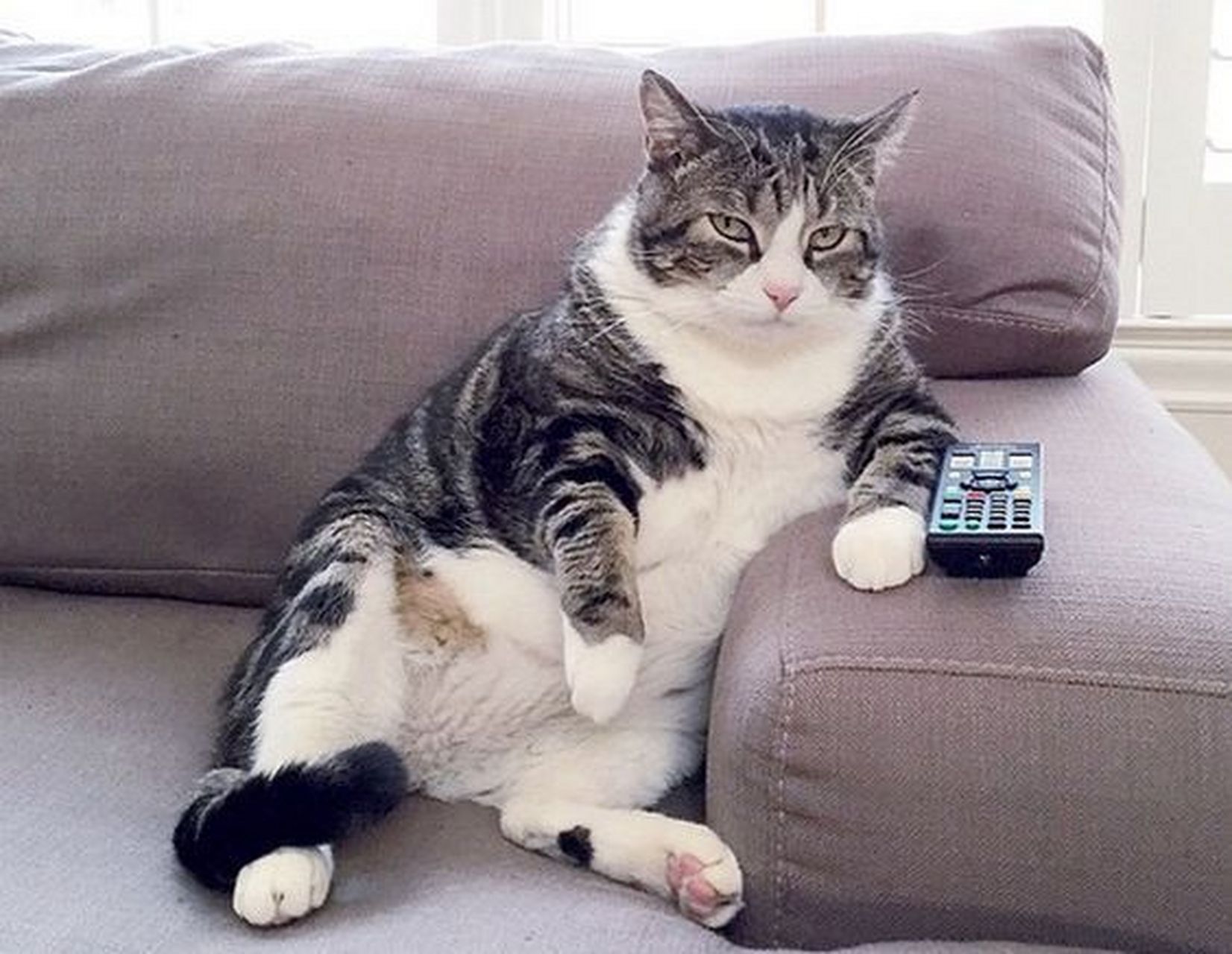 超级可爱的肥猫 #插画