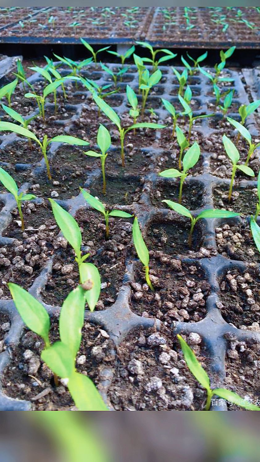 辣椒全自动穴盘育苗机西红柿种子穴盘播种机一机多用省工省种