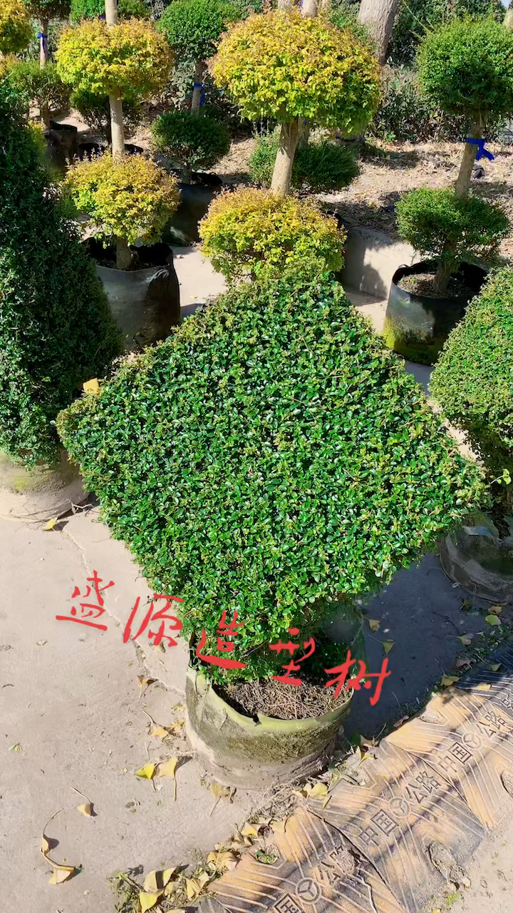 川滇蜡树四季常青不落叶适合庭院别墅农家小院栽植