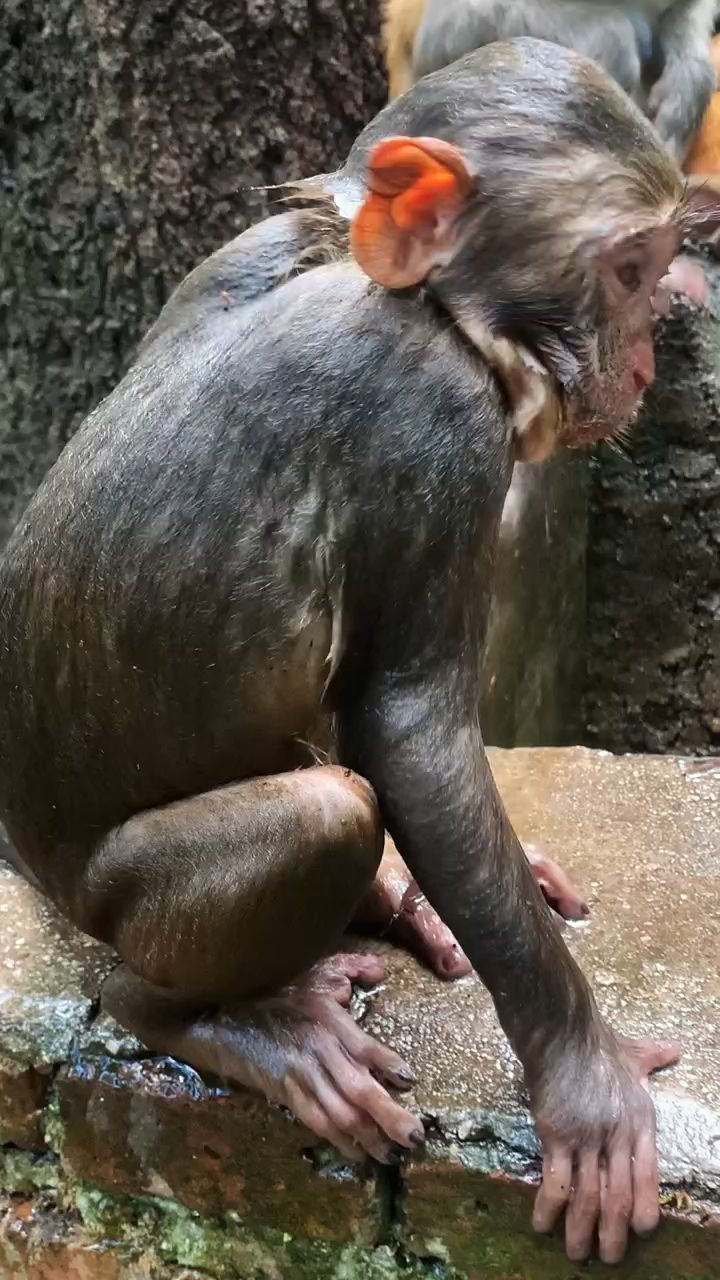 刚刚出水的水猴子.