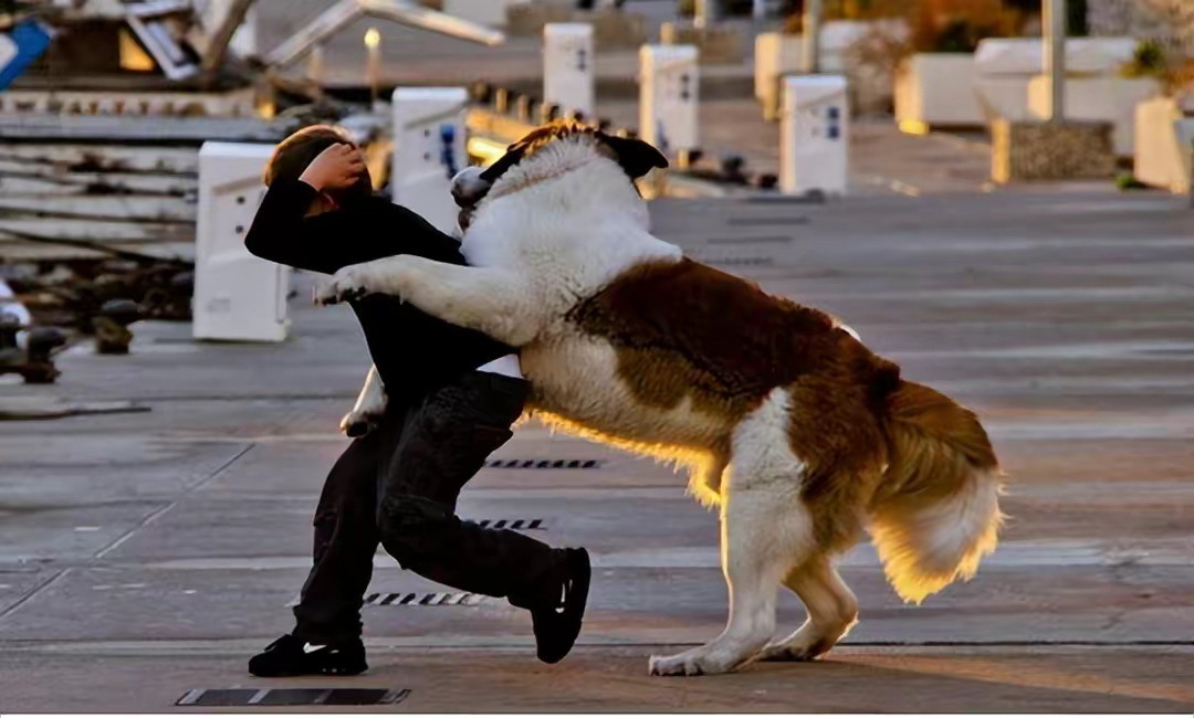 瀋陽惡犬咬人被打死,傷者要求賠償反被告,法院:你要賠狗主人的錢