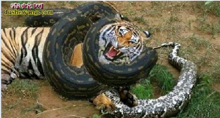 黑白虎蟒大战引争论,真相又是什么,而从理论上讲蛇虎大战又怎样